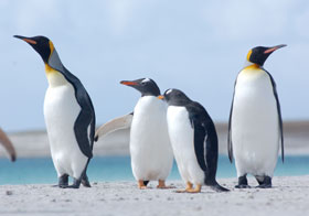 Falkland Penguins