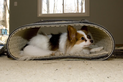 Chance makes his home in one of the strips of carpet we'd cut.
