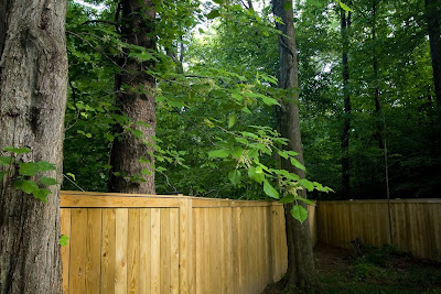 A huge poison ivy 'branch' reaching out into the yard