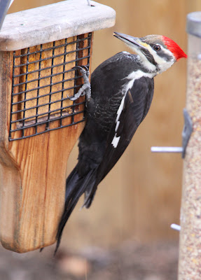 Pileated Woodpecker at a Suet Feeder