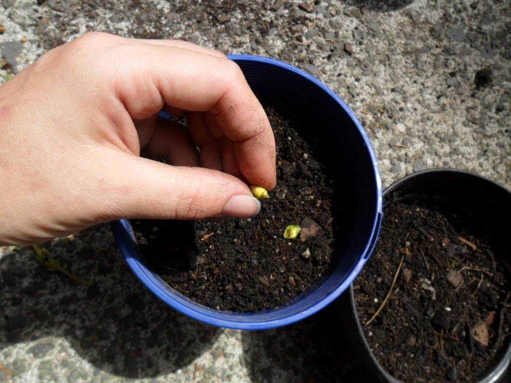 Nonnie's Blog The Kowhai Seed Secret