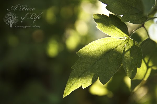 [leaf2.jpg]