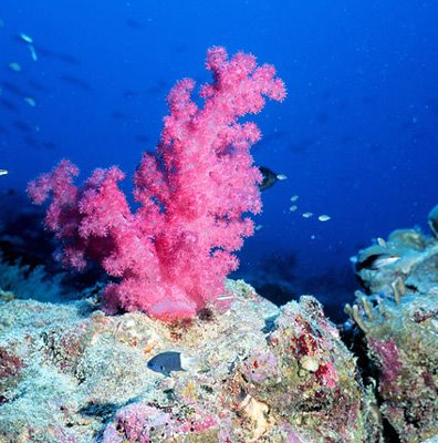 Corals