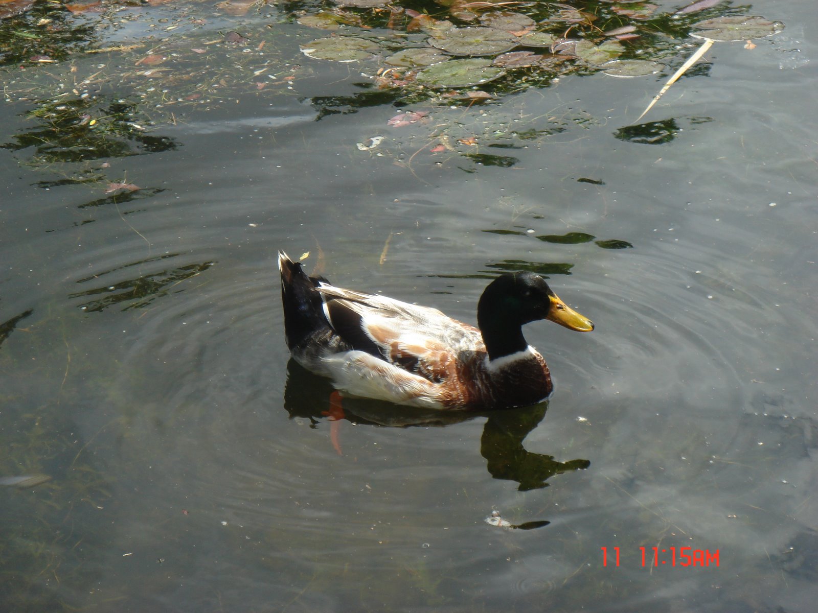 [DSC03351.JPG]