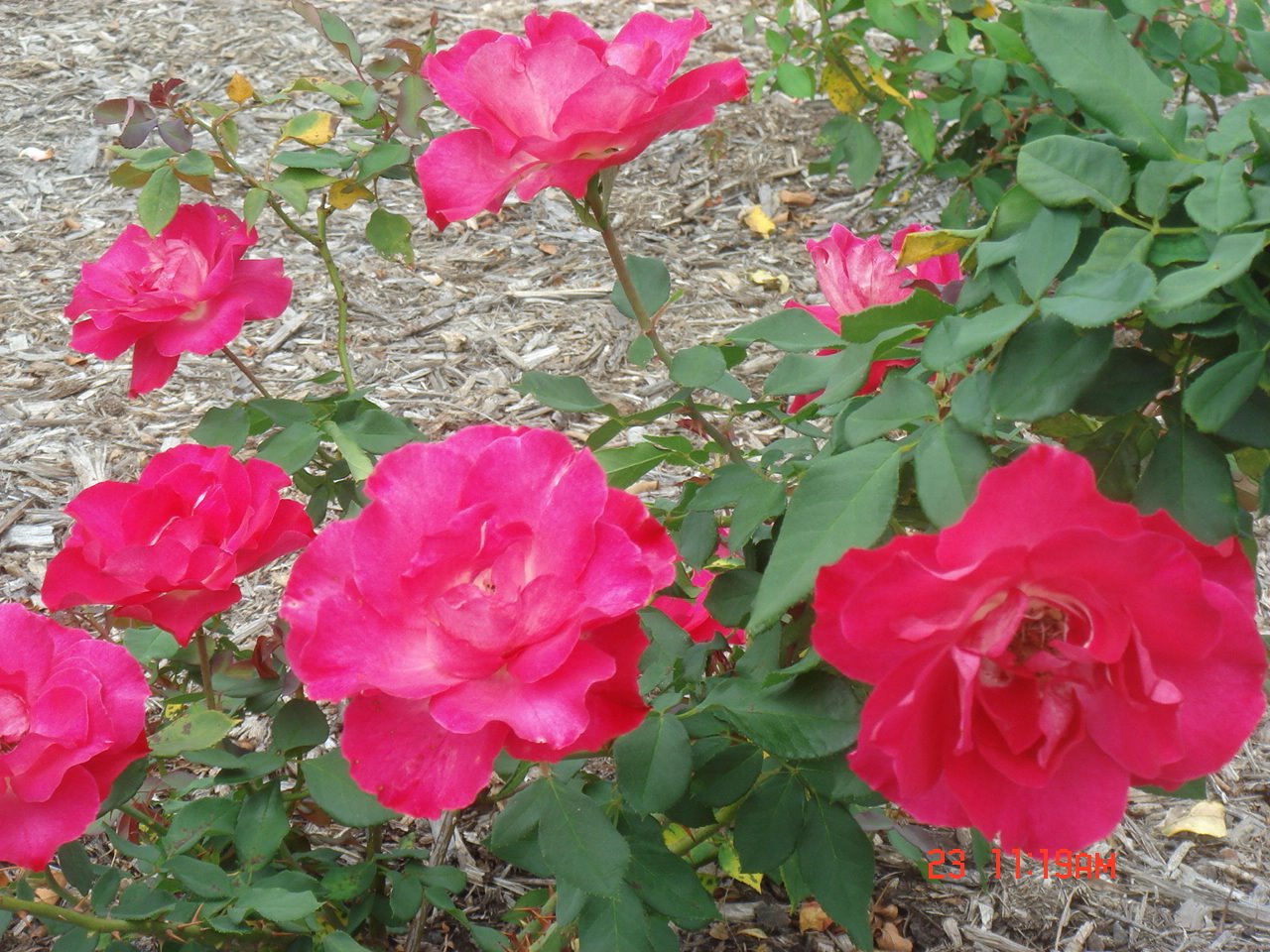 [DSC03890.JPG]