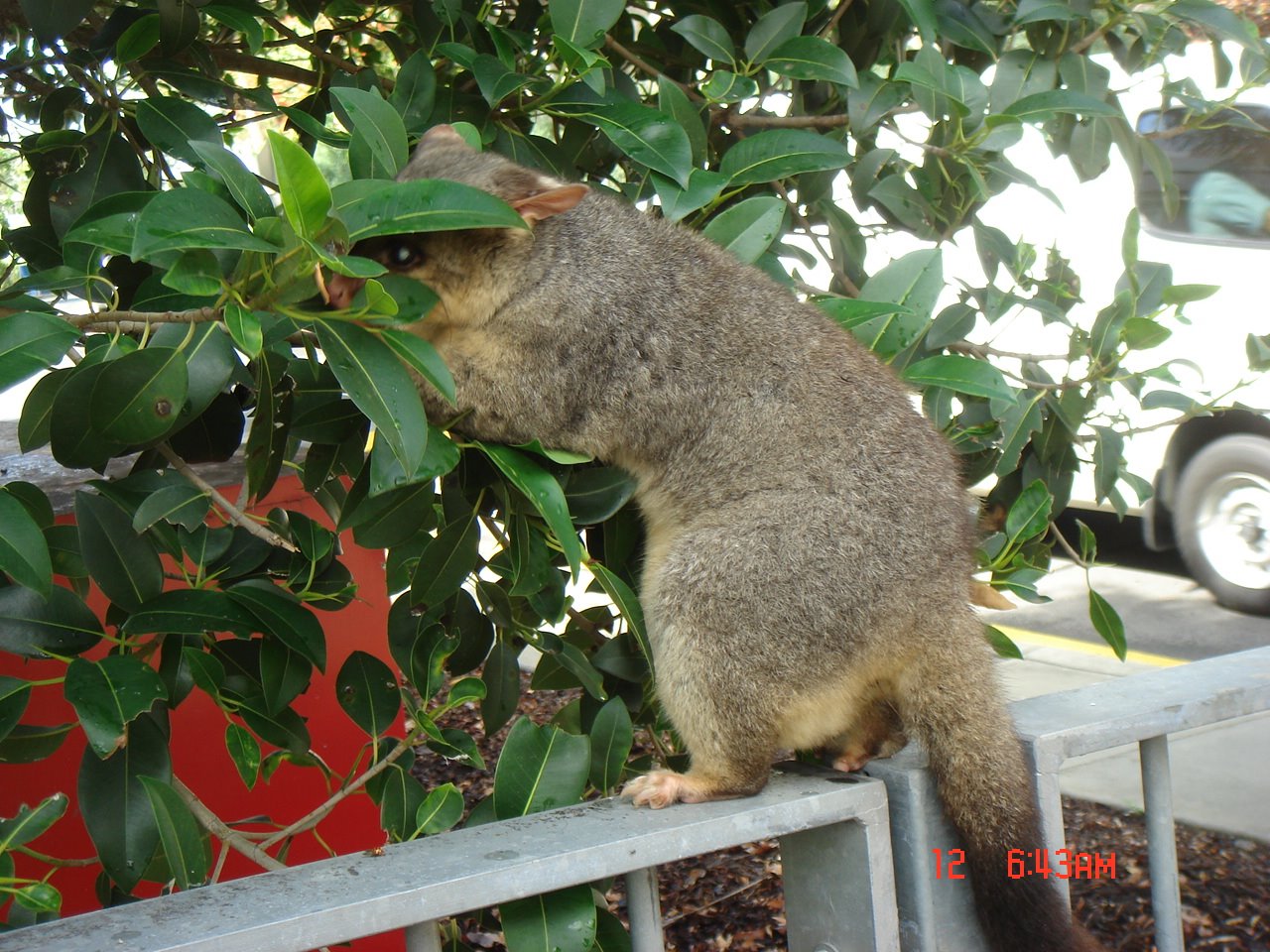 [possum+负鼠.JPG]
