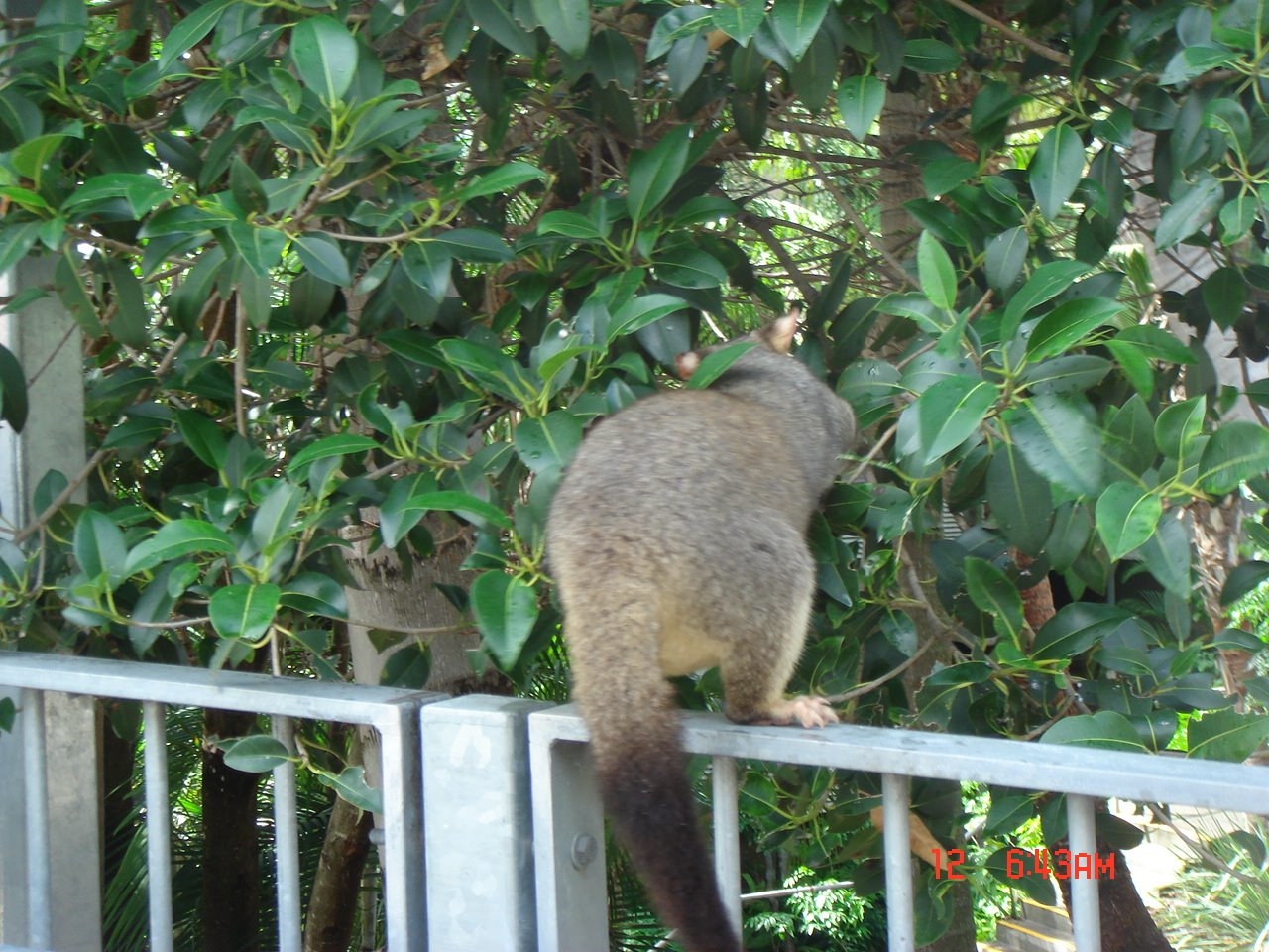 [possum负鼠.JPG]