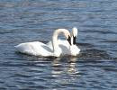 Source: Google Images Picure of two trumpeter swans in the water.