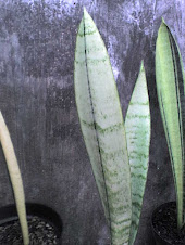 Sansevieria Mutasi, Varigata (code 252)