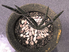 Sansevieria Mutasi (code 247)