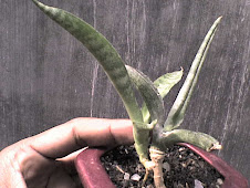 Sansevieria Mutasi (code246)