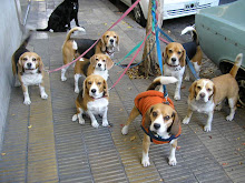 LA BANDA DE BEAGLES....