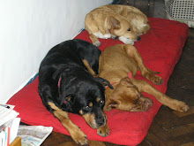 asi se duerme en la  casa de Maria guau,guauuu!!!!