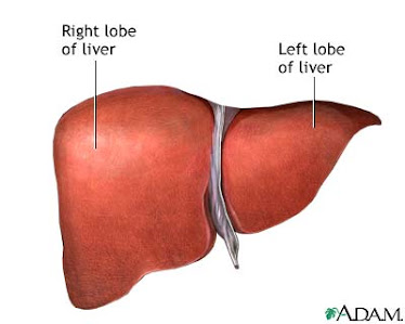 Division of Liver
