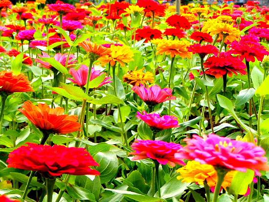 flowers