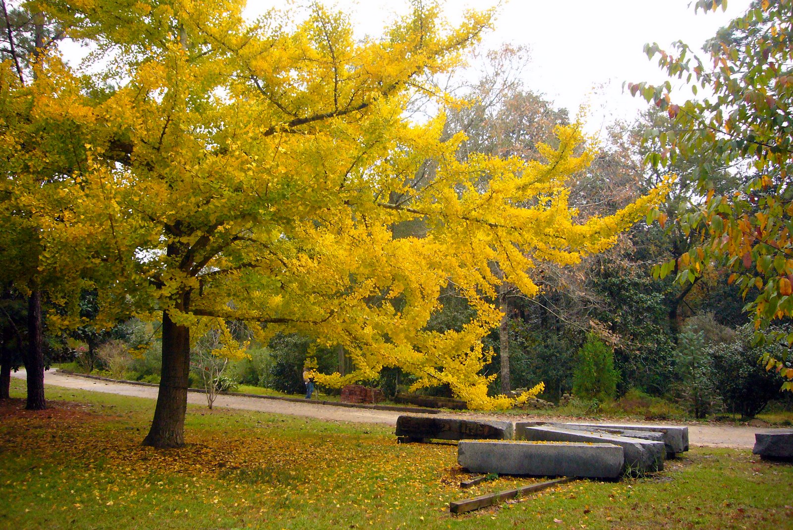 Diary of a Garden Ginkgo Tree Mobile Botanical Gardens