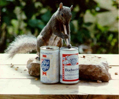 Funny Pics. - Page 2 Normal_Animal+Drunk+%28Squirrel+Bud%29