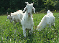 goats at Western Maryland Research & Education Center