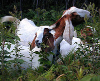 goats eating weeds
