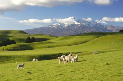 New Zealand Sheep New Zealand Sheep