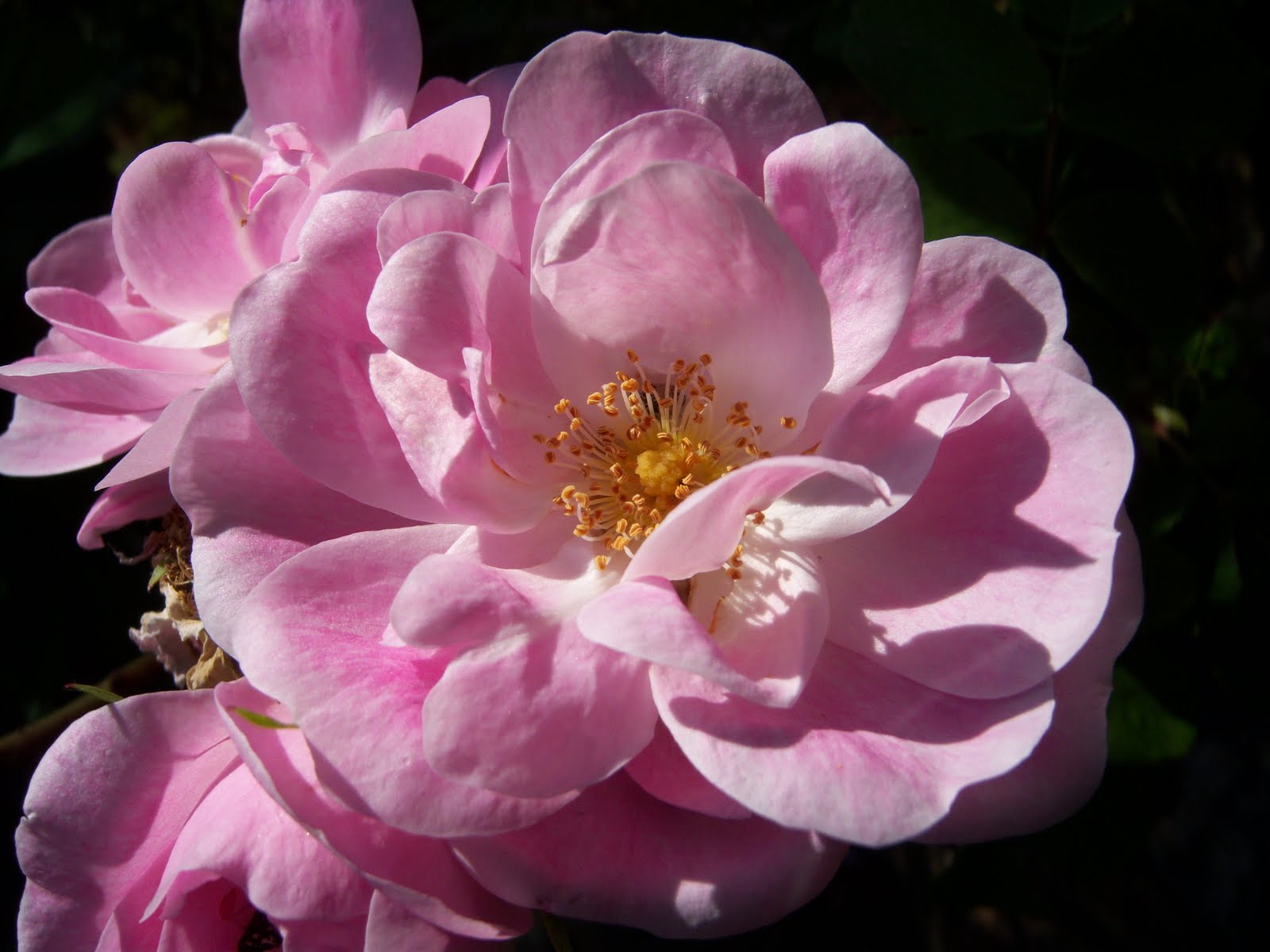 [Rosa+centifolia.JPG]