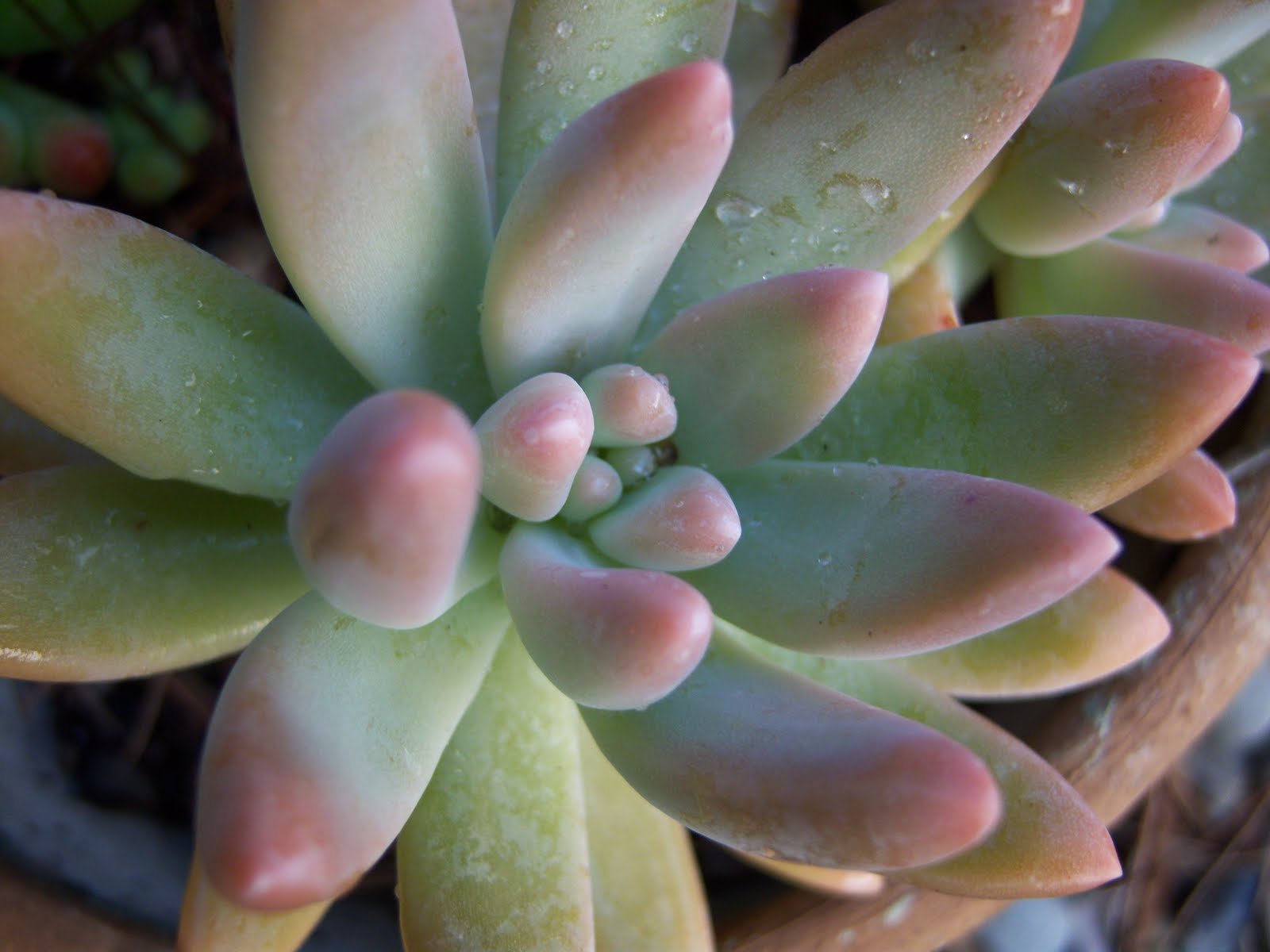 [Graptosedum2.JPG]