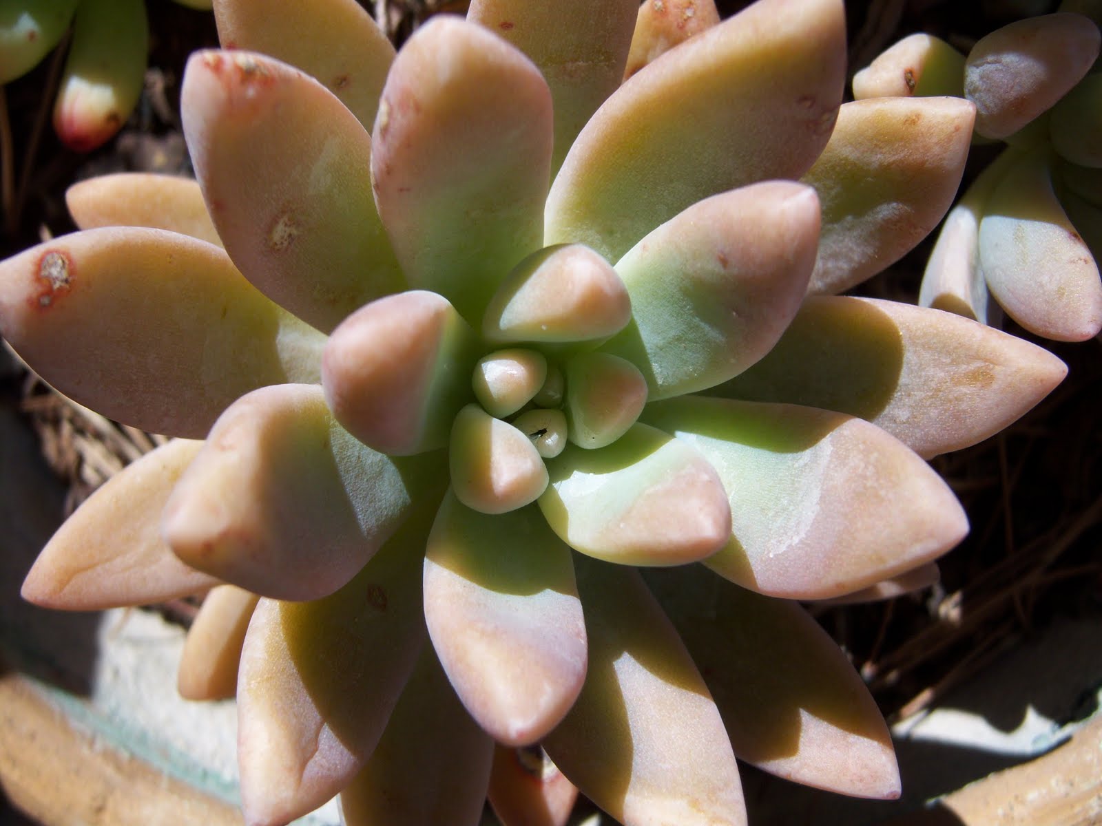 [Graptosedum.JPG]