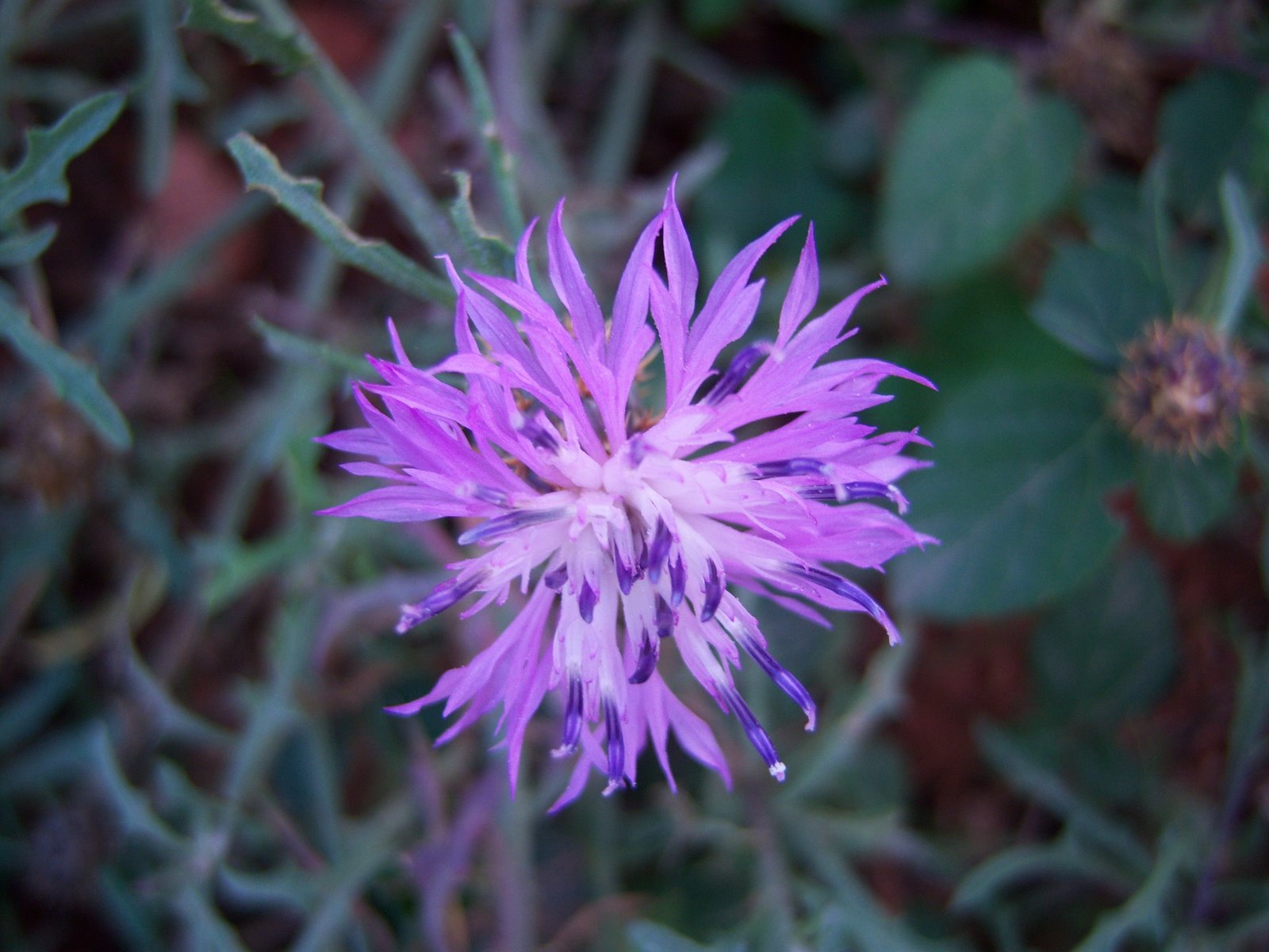 [Centaurea+aspera.JPG]