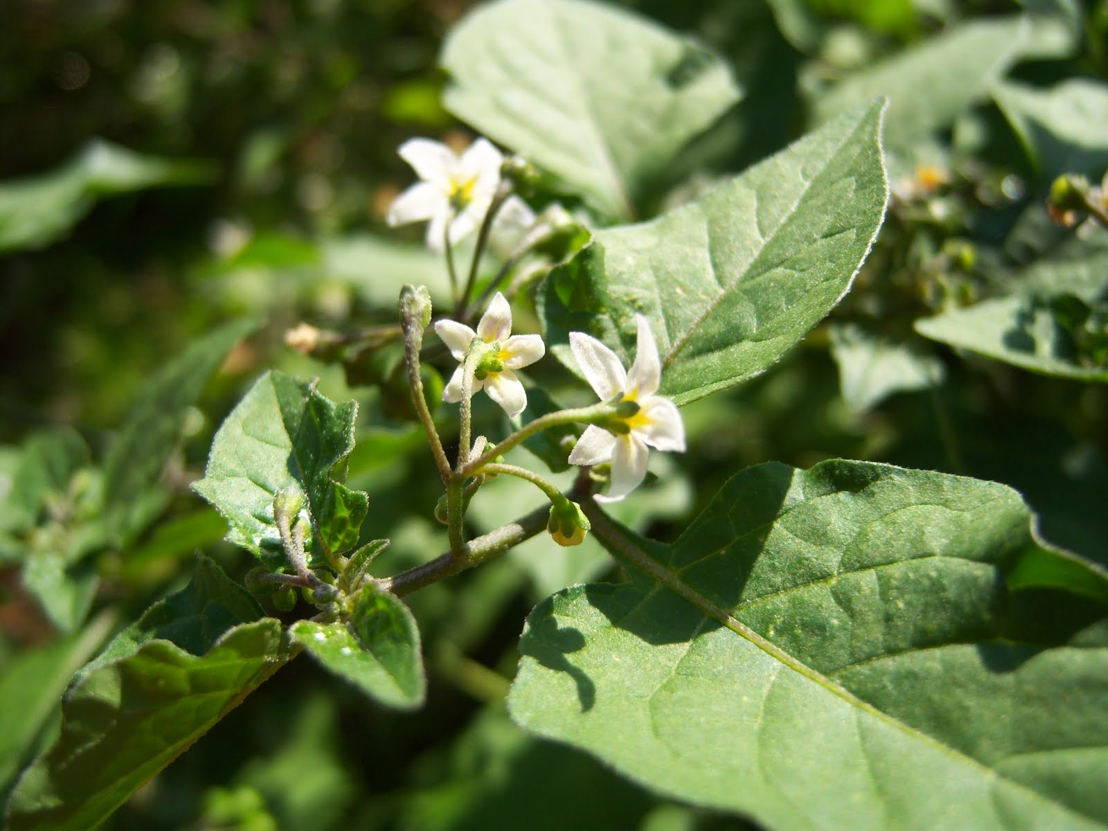 BOTÀNIC SERRAT TOMATILLO DEL DIABLO
