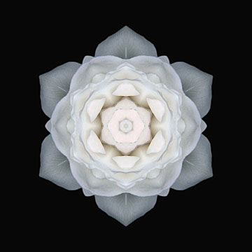 White Rose Wallpaper White Rose Wallpaper