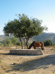 Thirsty horse at the tent of nations