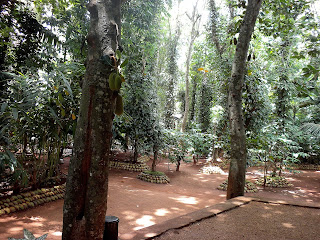 spice doublelife bushes kind trees few each