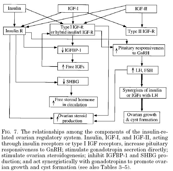 [insulinovaries.JPG]