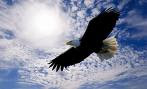 Right Track Coaching Clients Soar Like Eagles!