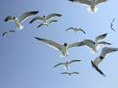 Seagulls