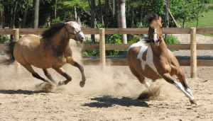Running Wild