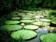 AMAZONAS