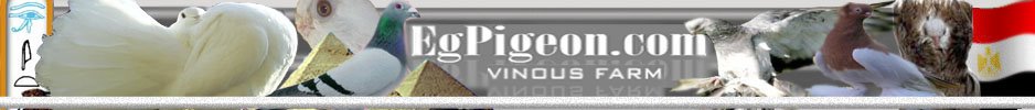 Golden Pigeons Photos Library | Fancy pigeon pictures | Fancy pigeon Show