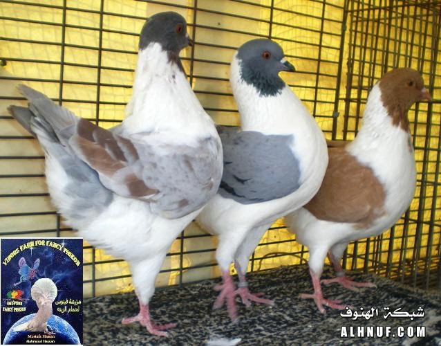 pigeon photos modena pigeon colors modena pigeon color chart