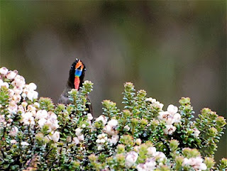 Rainbow-Bearded Thornbill Male