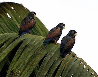 Bronze-Winged Parrot