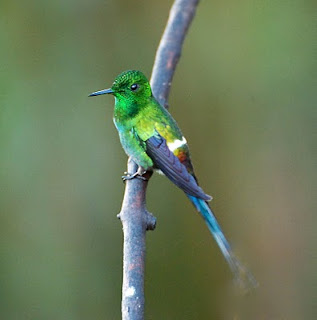 Green Thorntail