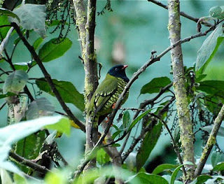 Barred Fruiteater Male