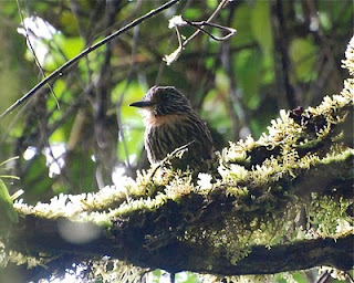 Black-Streaked Puffbird