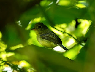 Orange-Crested Flycatcher