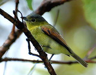 Barred Becard Female