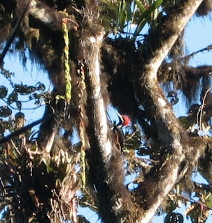 Powerful Woodpecker