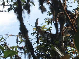 Common Potoo