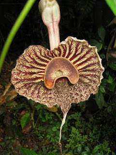 Weird Flower