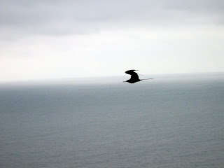 Magnificent Frigatebird